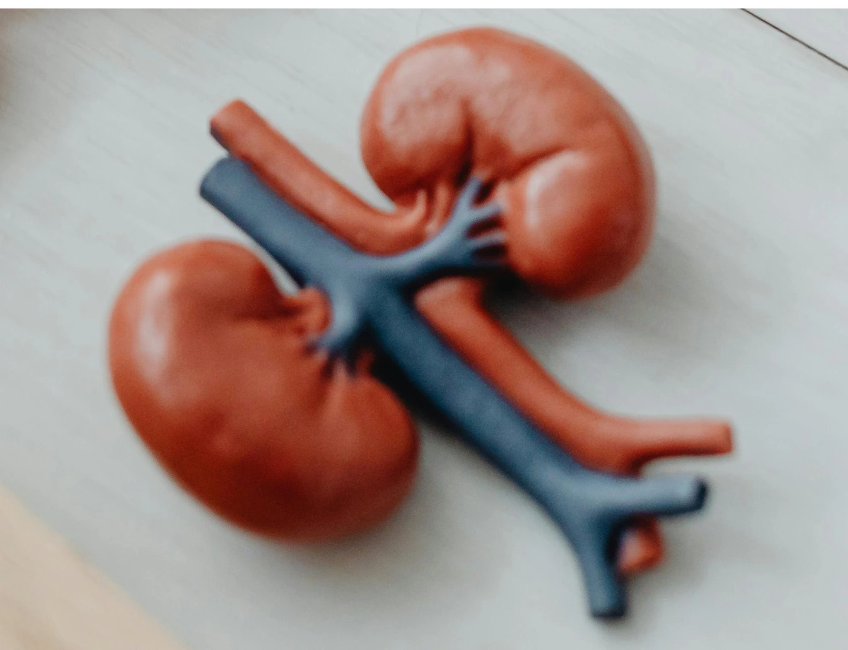 Kidney